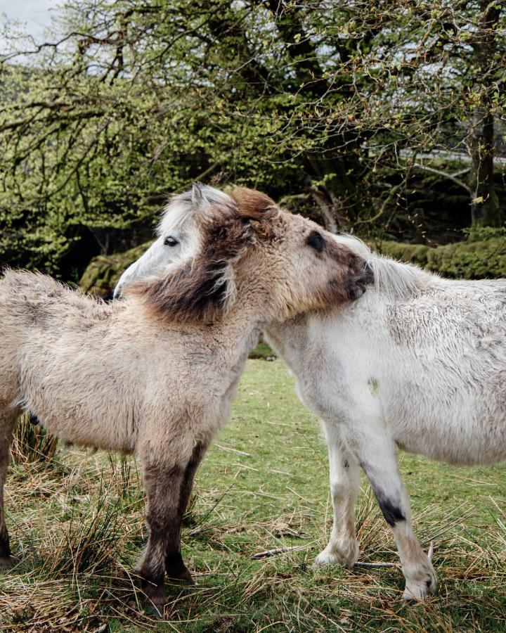 Dartmoor Inn プリンスタウン エクステリア 写真